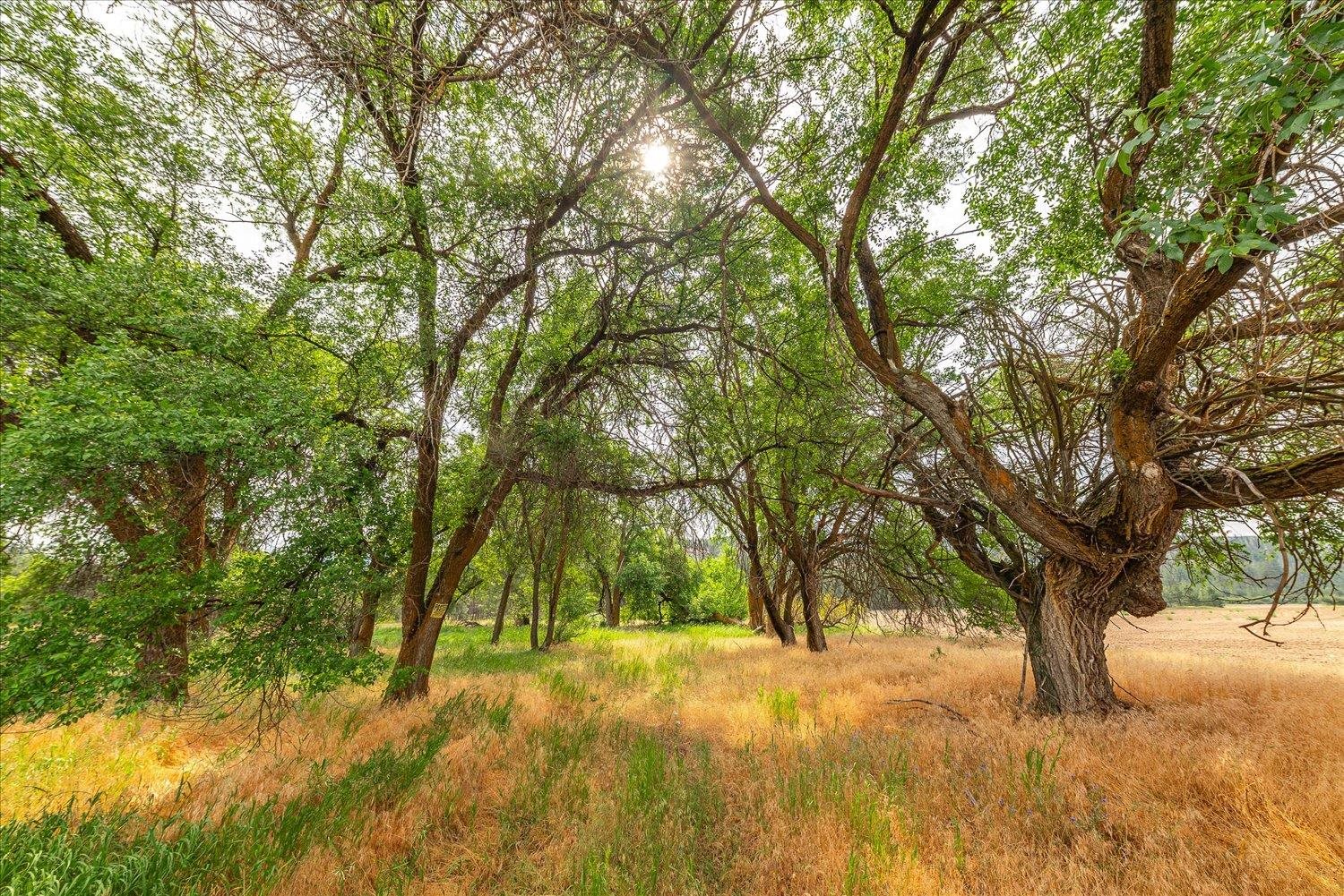 231 Springdale Wa 99173 Springdale, WA 99173 - Photo 6 of 35