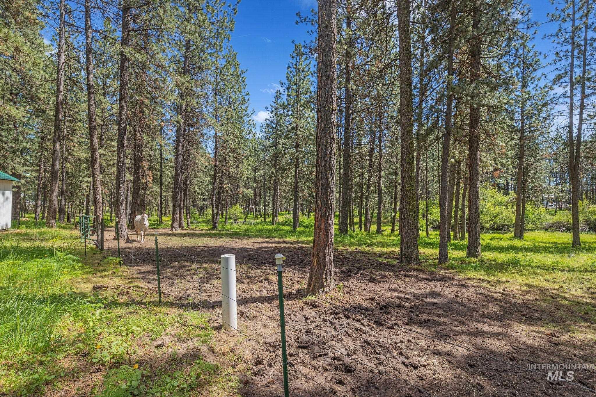 1820 Winchester Road Winchester, ID 83555 - Photo 48 of 50 Expansive wooded property featuring mature trees and a partial wire fence