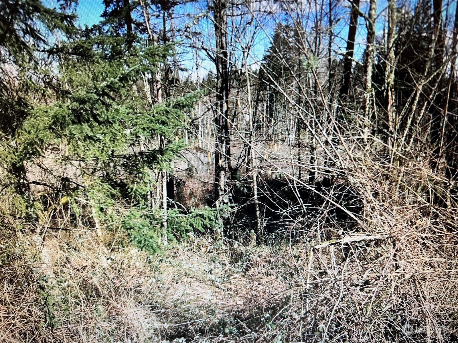 18450 140th Avenue Southeast Renton, WA 98058 - Photo 2 of 6 a view of a yard