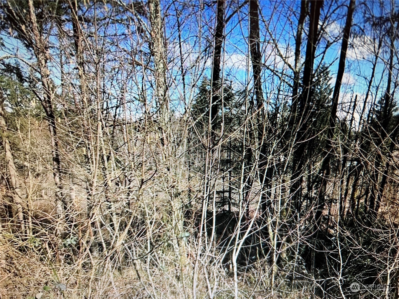18450 140th Avenue Southeast Renton, WA 98058 - Photo 4 of 6 a view of a yard