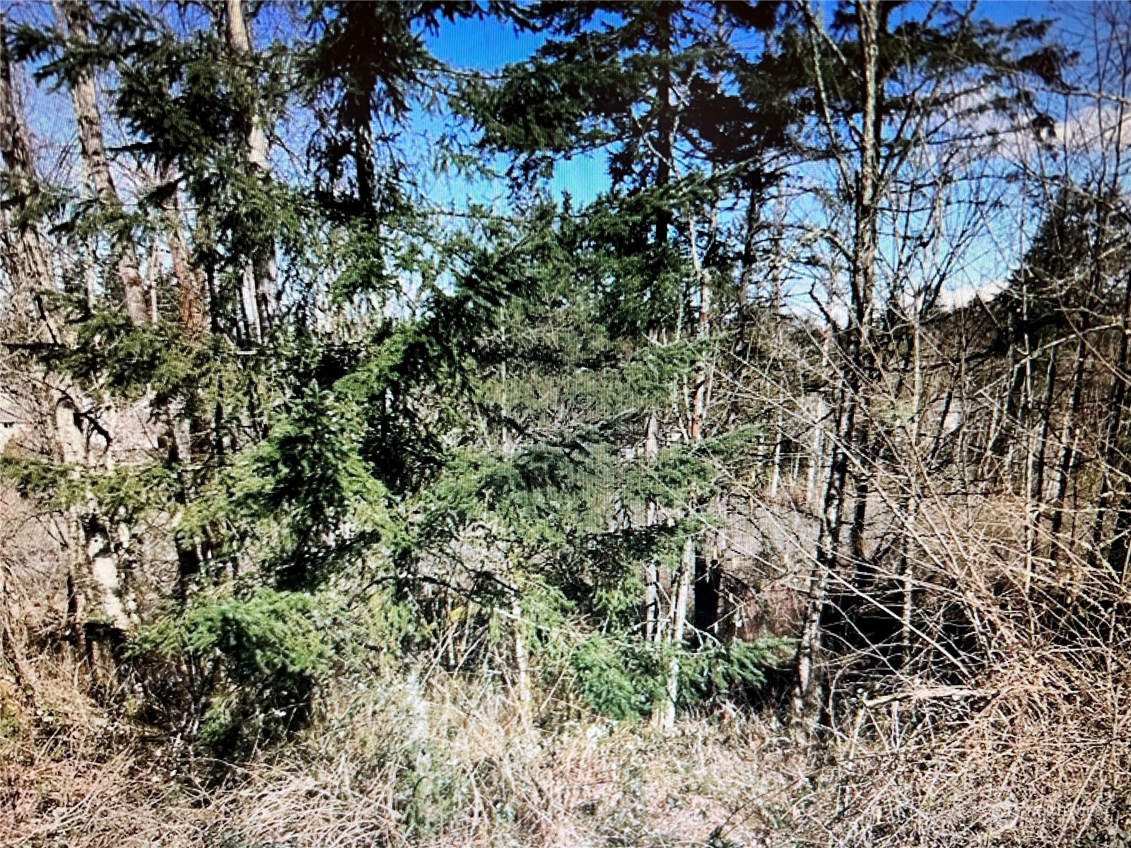 18450 140th Avenue Southeast Renton, WA 98058 - Photo 5 of 6 a view of a forest