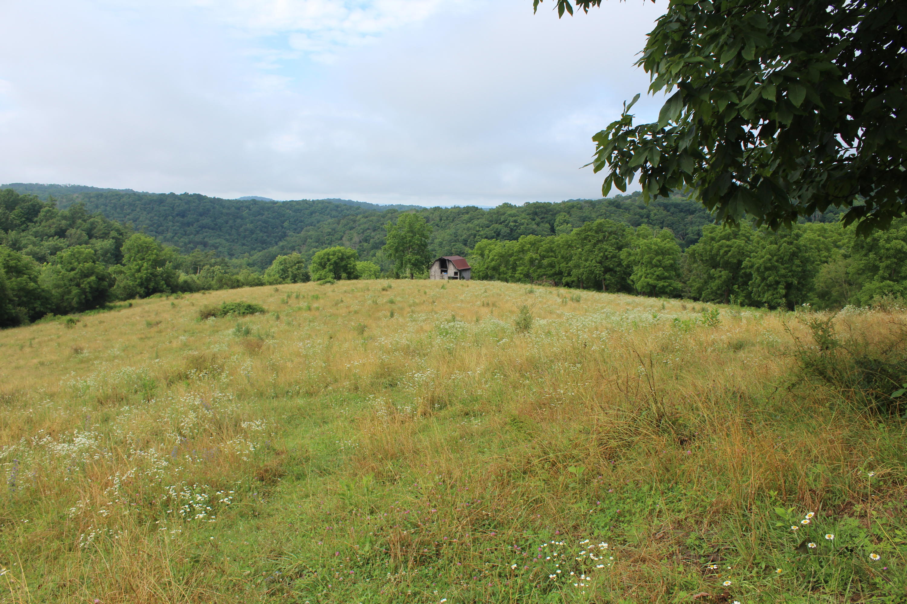 Bradshaw Run Road Forest Hill, WV 24935 - Photo 3 of 22 Gallery Image 3