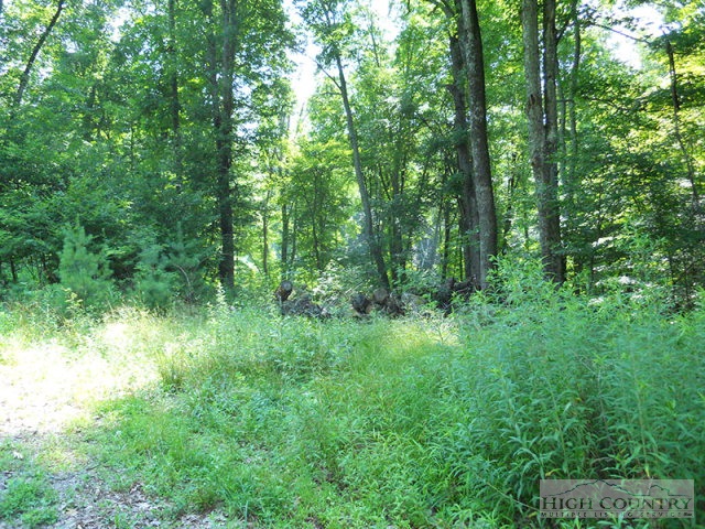 Whitetail Ridge Road Boone, NC 28607 - Photo 1 of 10 Gallery Image 1
