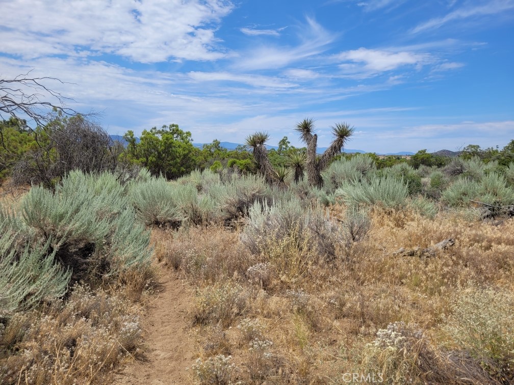 1 Wagon Wheel Road Anza, CA 92539 - Photo 21 of 31 a view of a bunch of trees