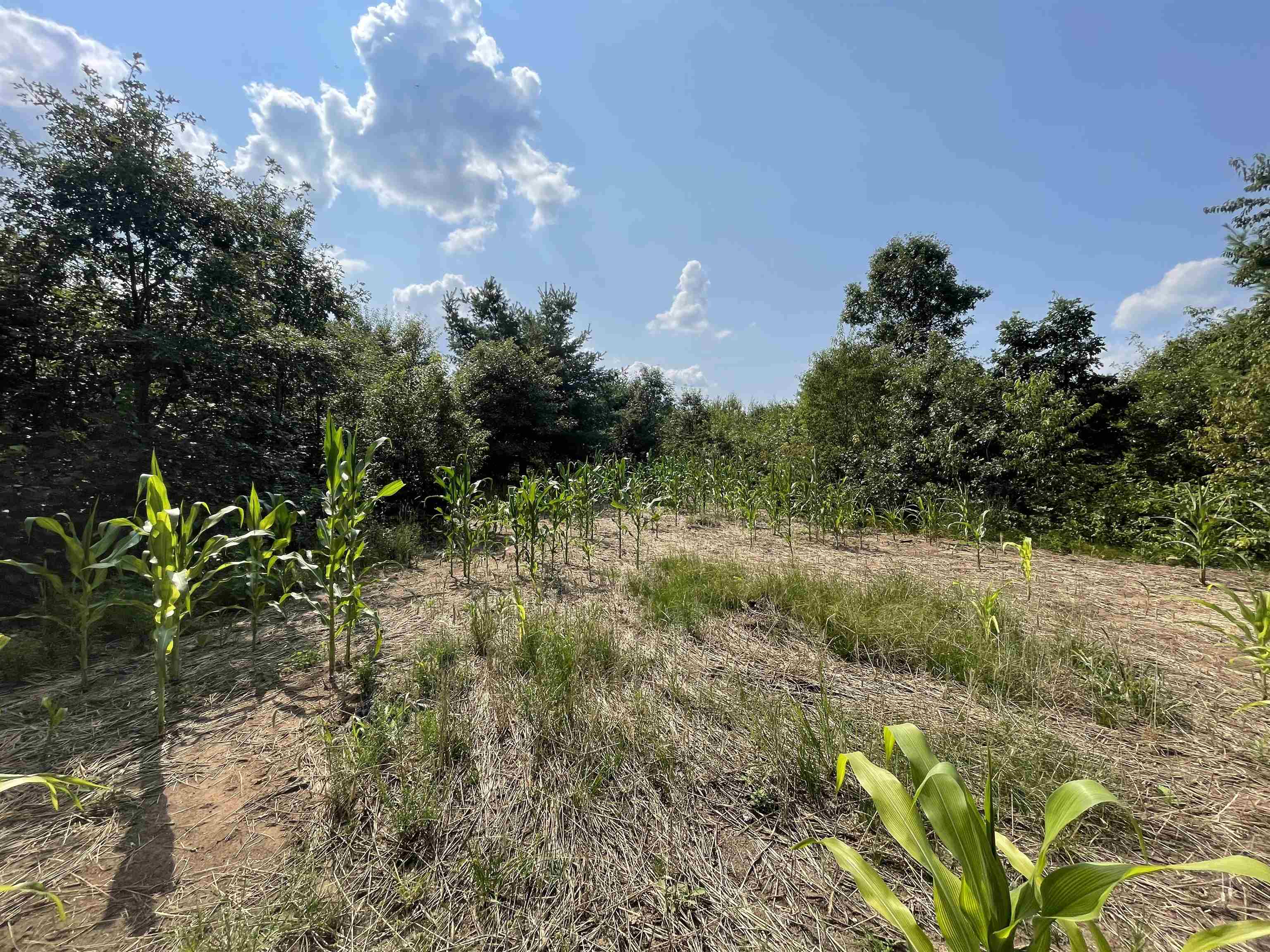 0 State Highway Friendship, WI 53934 - Photo 36 of 39