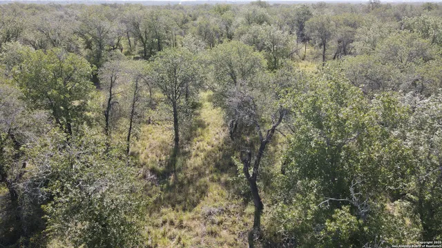 a view of a forest with lots of trees