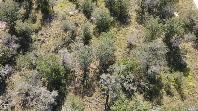 a view of a forest with lots of trees