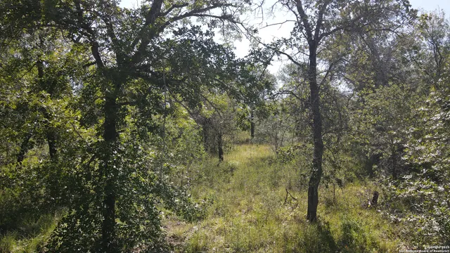 a view of a forest from balcony