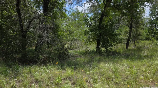 a view of a lush green forest with lots of trees