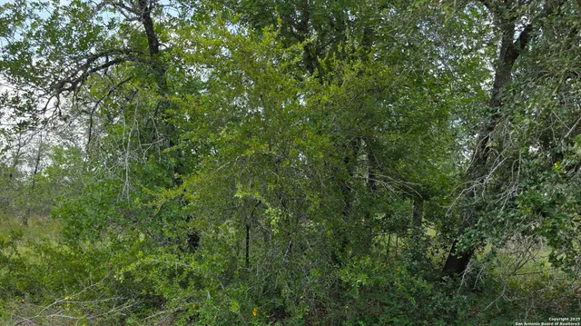 a view of a lush green forest
