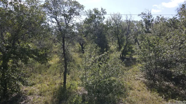 a view of a forest with trees in the background