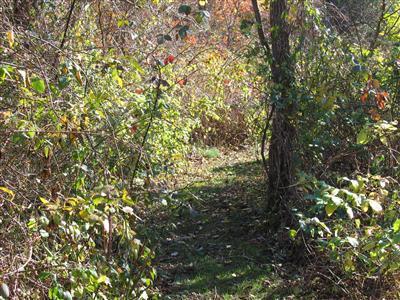 Undisclosed Address Falmouth, MA 02540 - Photo 11 of 14 a view of a tree in a yard