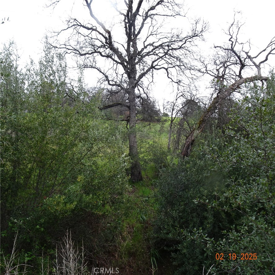 0 Long Bar Road Oroville, CA 95966 - Photo 6 of 9 a view of a yard with a tree