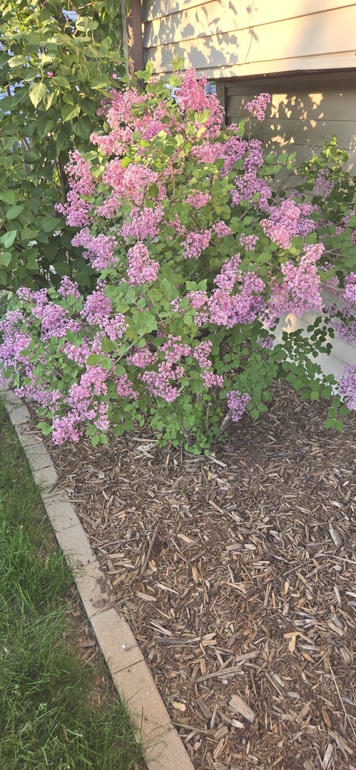 1259 Natchez Trace Circle Naperville, IL 60565 - Photo 51 of 56 a view of a flower