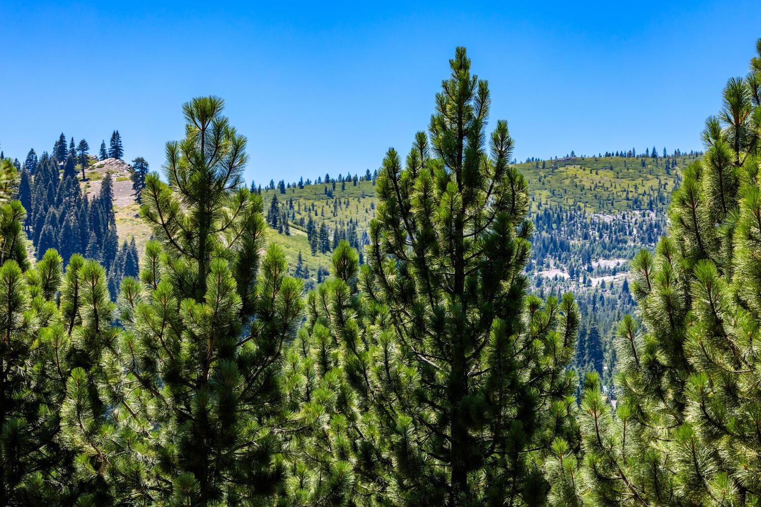 12379 Stockholm Way Truckee, CA 96161 - Photo 1 of 18 a view of a city