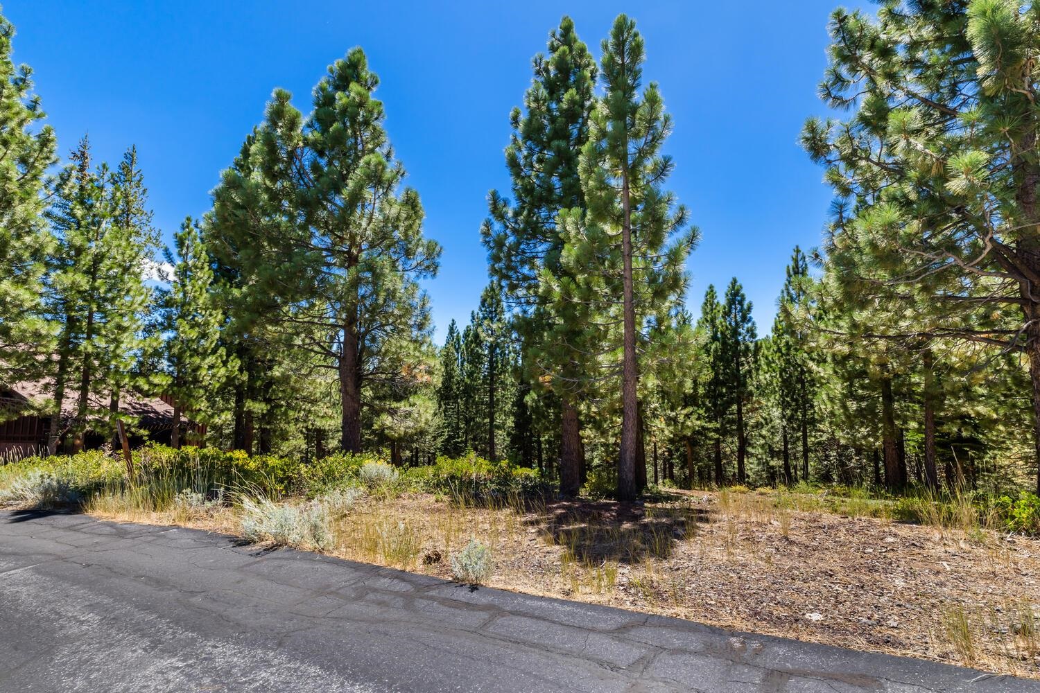 12379 Stockholm Way Truckee, CA 96161 - Photo 13 of 18 a view of a yard with plants and trees