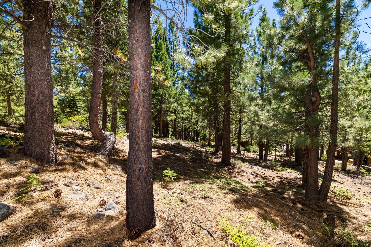 12379 Stockholm Way Truckee, CA 96161 - Photo 14 of 18 a view of a forest with trees
