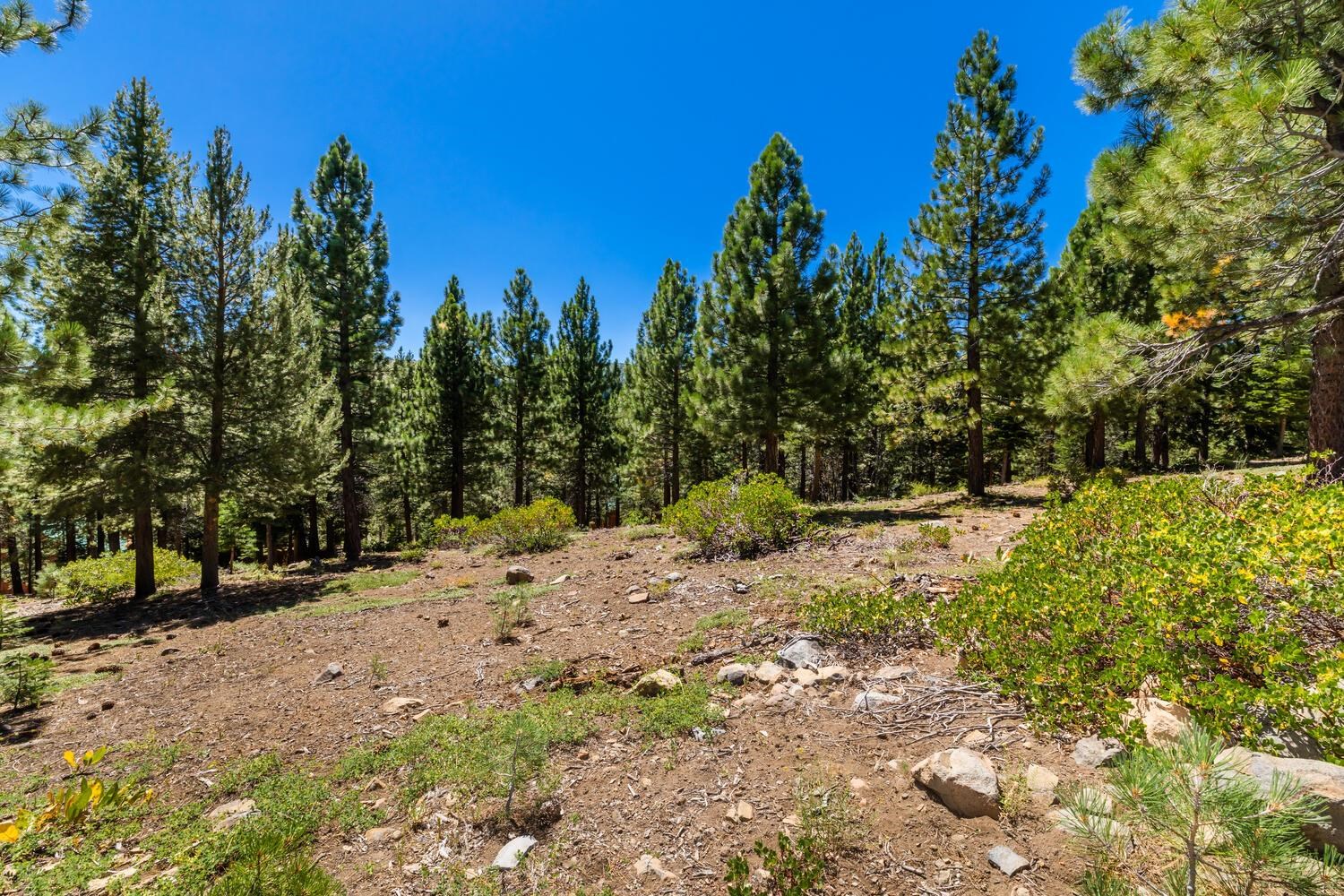 12379 Stockholm Way Truckee, CA 96161 - Photo 16 of 18 a view of a yard with a tree
