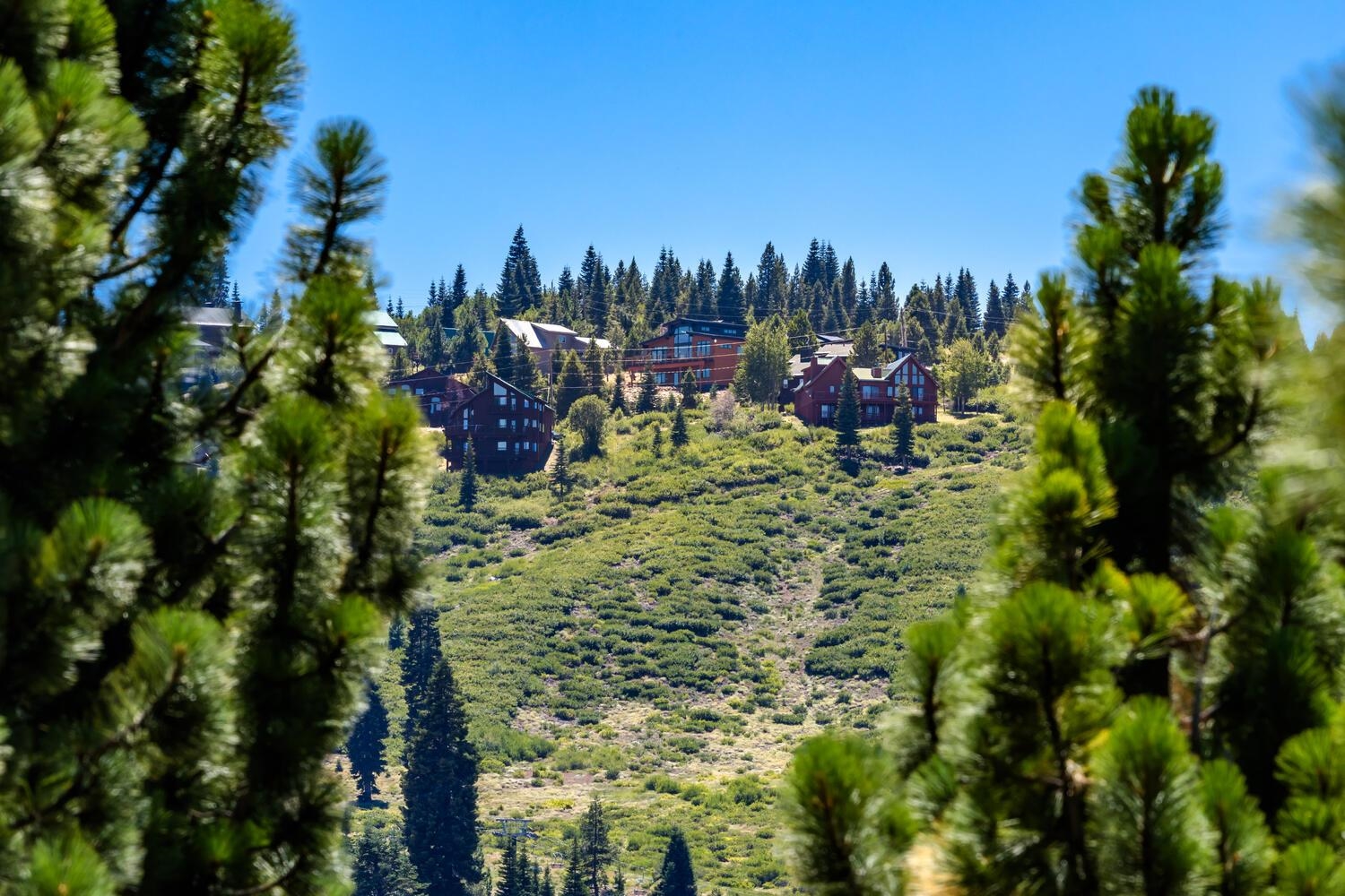 12379 Stockholm Way Truckee, CA 96161 - Photo 18 of 18 a view of a garden with trees