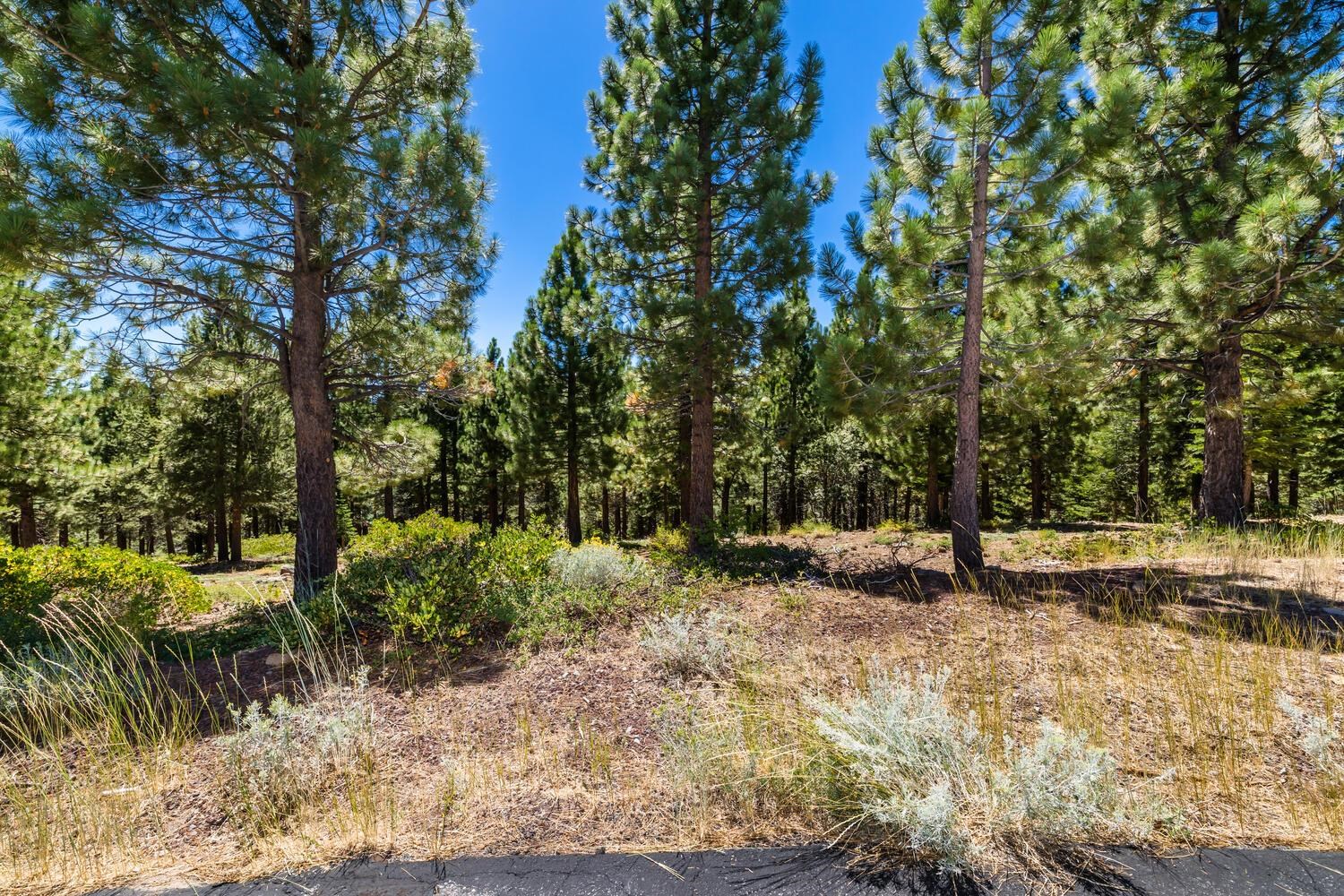 12379 Stockholm Way Truckee, CA 96161 - Photo 3 of 18 a view of a yard with plants and trees