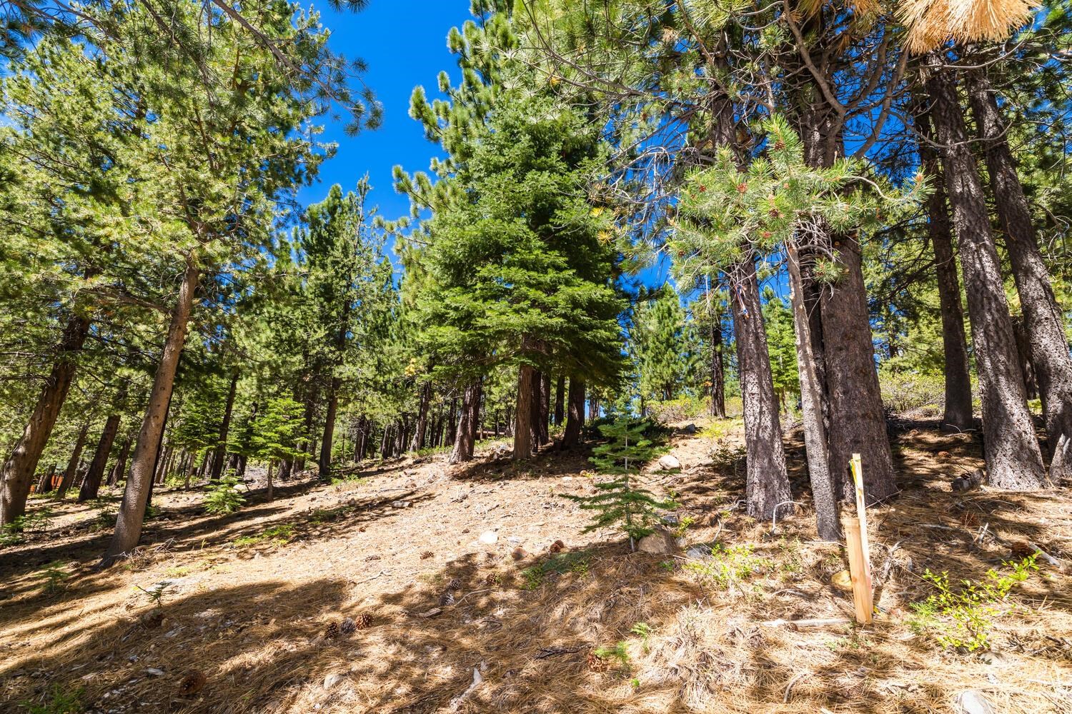 12379 Stockholm Way Truckee, CA 96161 - Photo 4 of 18 a view of a yard with plants and trees