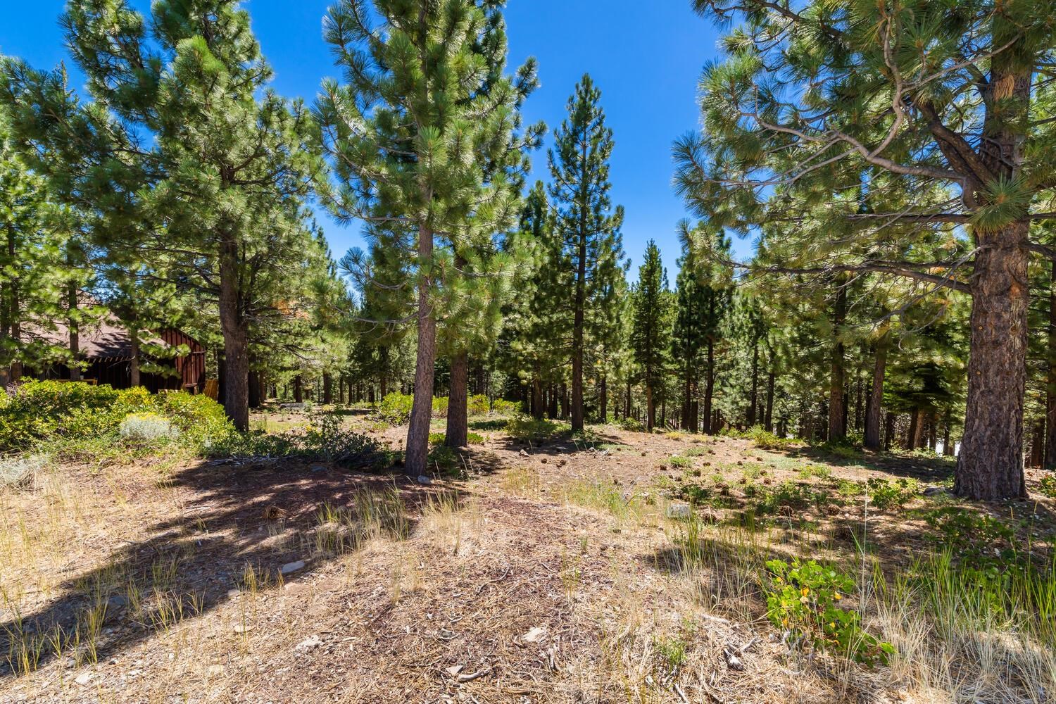 12379 Stockholm Way Truckee, CA 96161 - Photo 5 of 18 a view of a yard with trees