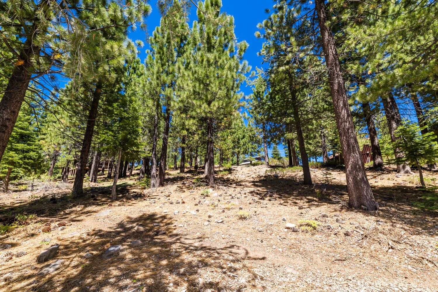 12379 Stockholm Way Truckee, CA 96161 - Photo 6 of 18 a view of a yard with a tree