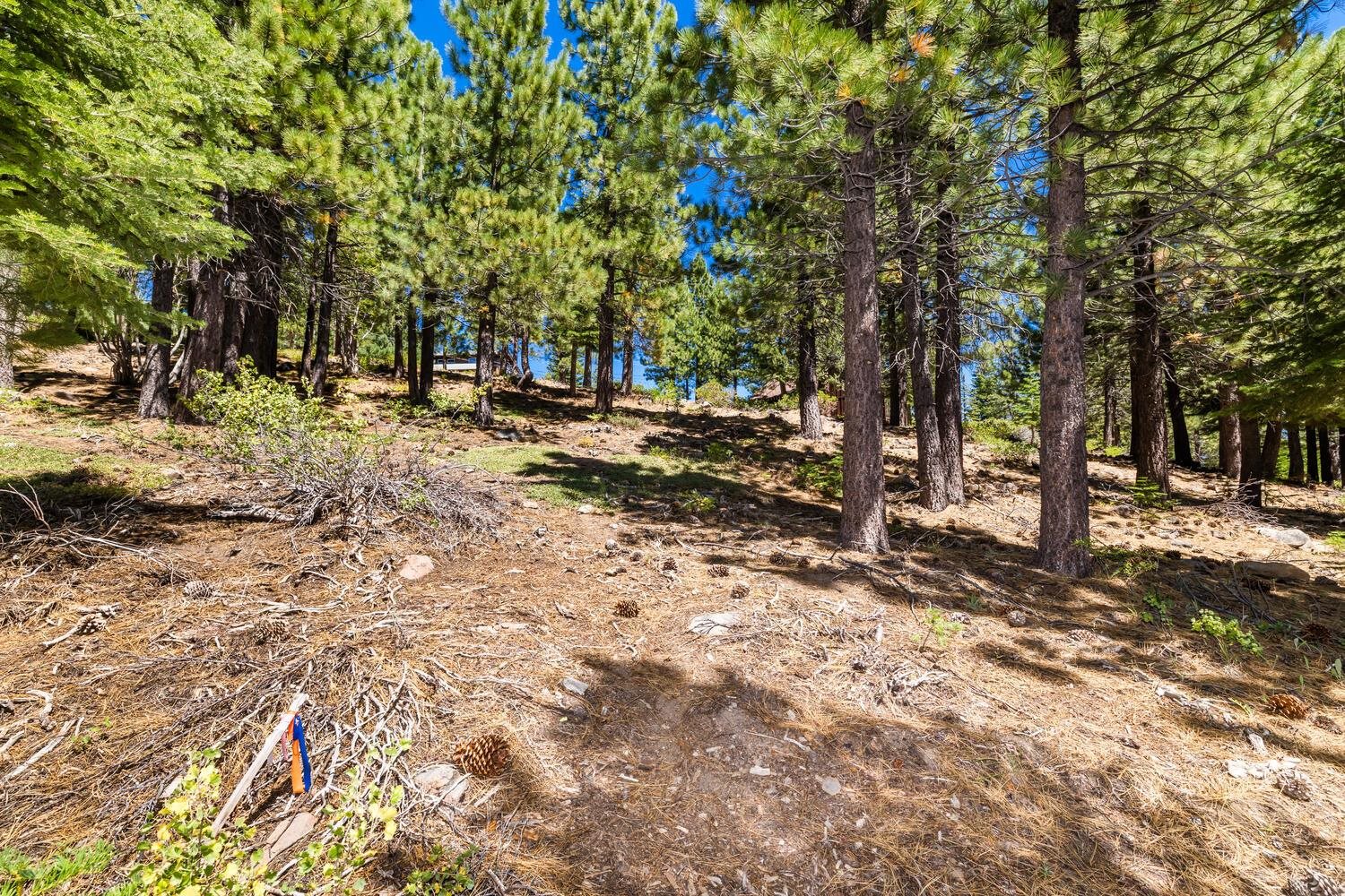 12379 Stockholm Way Truckee, CA 96161 - Photo 7 of 18 a view of a tree in the middle of a yard