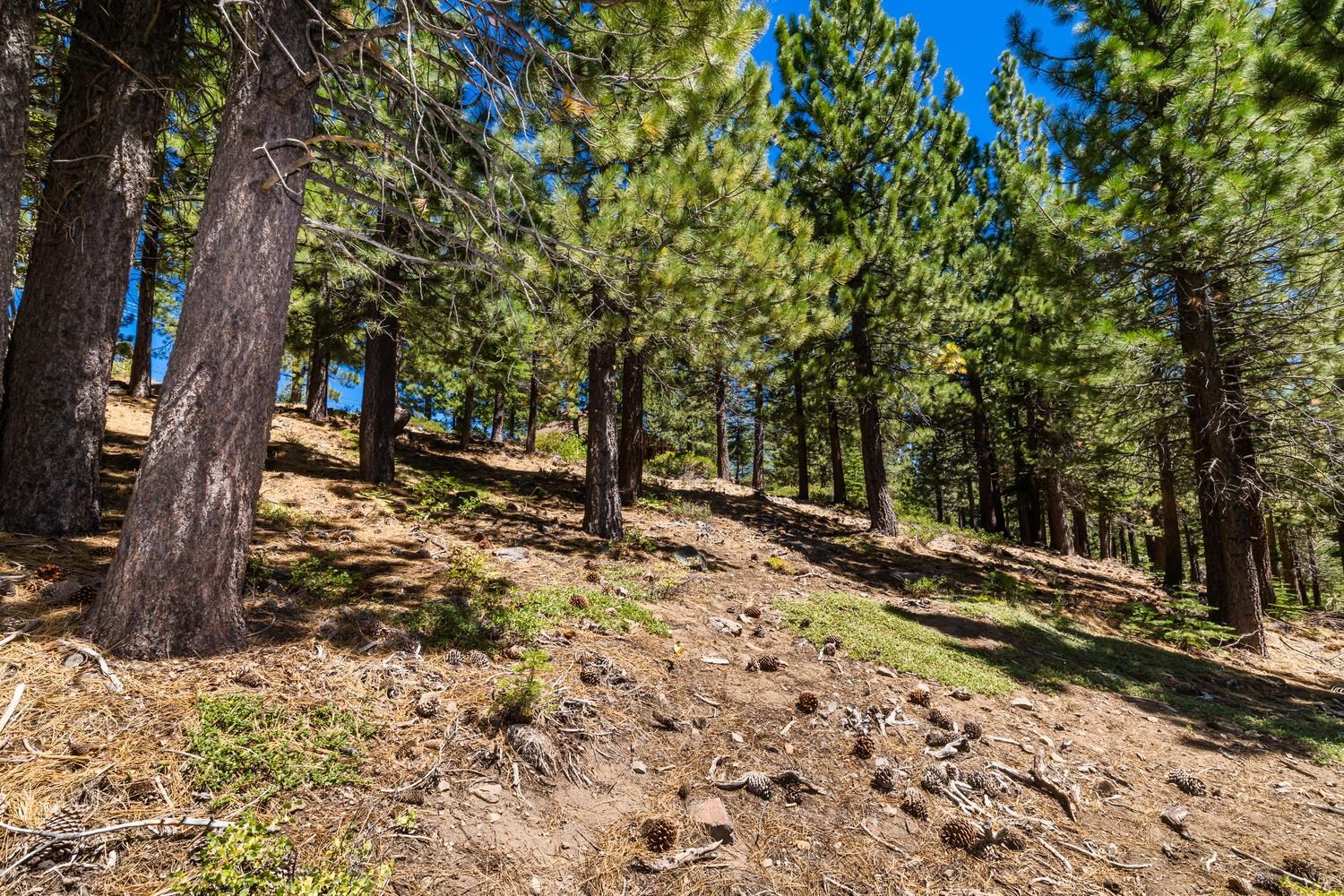 12379 Stockholm Way Truckee, CA 96161 - Photo 8 of 18 a backyard of a house with lots of green space