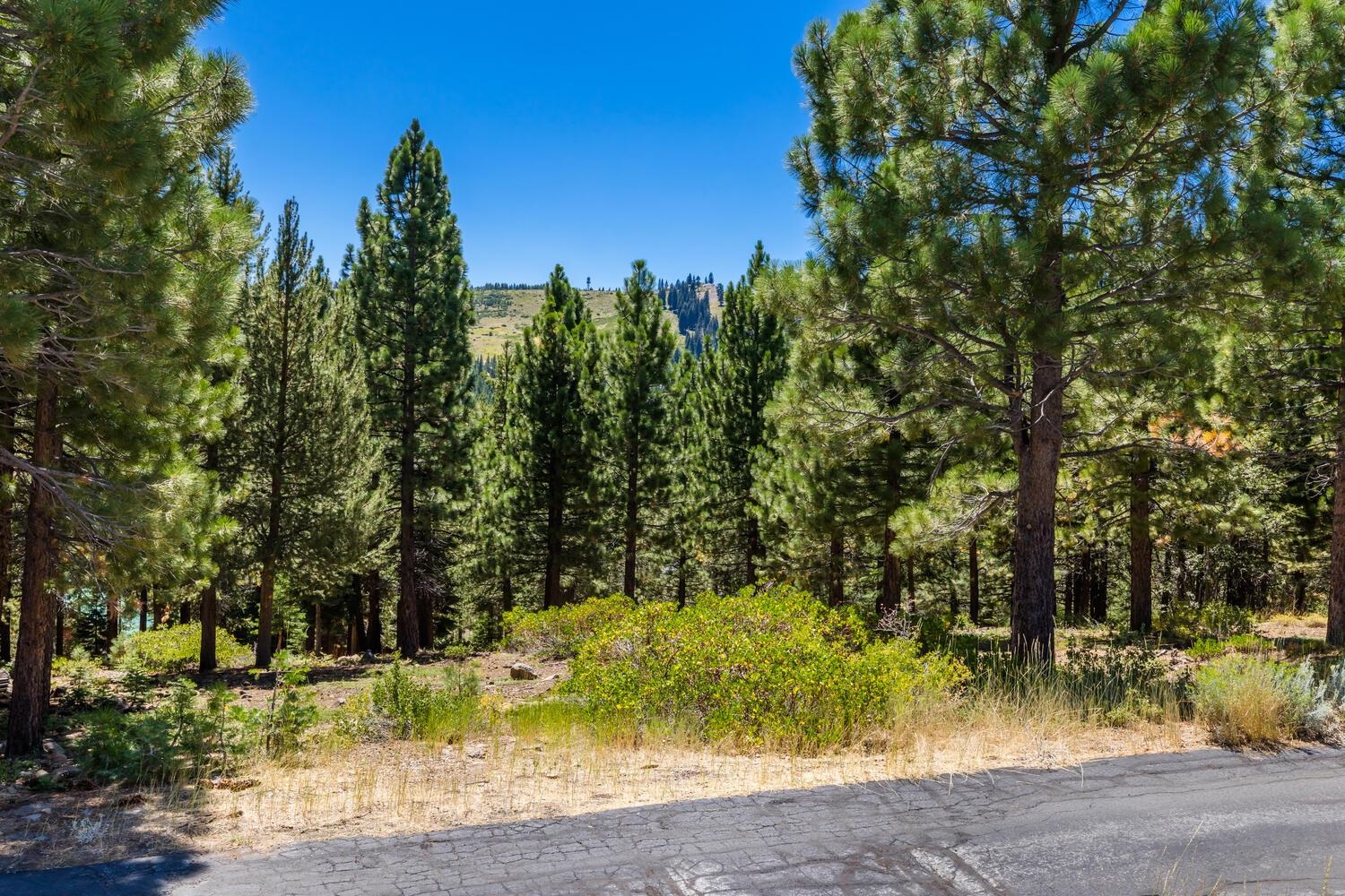 12379 Stockholm Way Truckee, CA 96161 - Photo 10 of 18 a view of a yard with large trees
