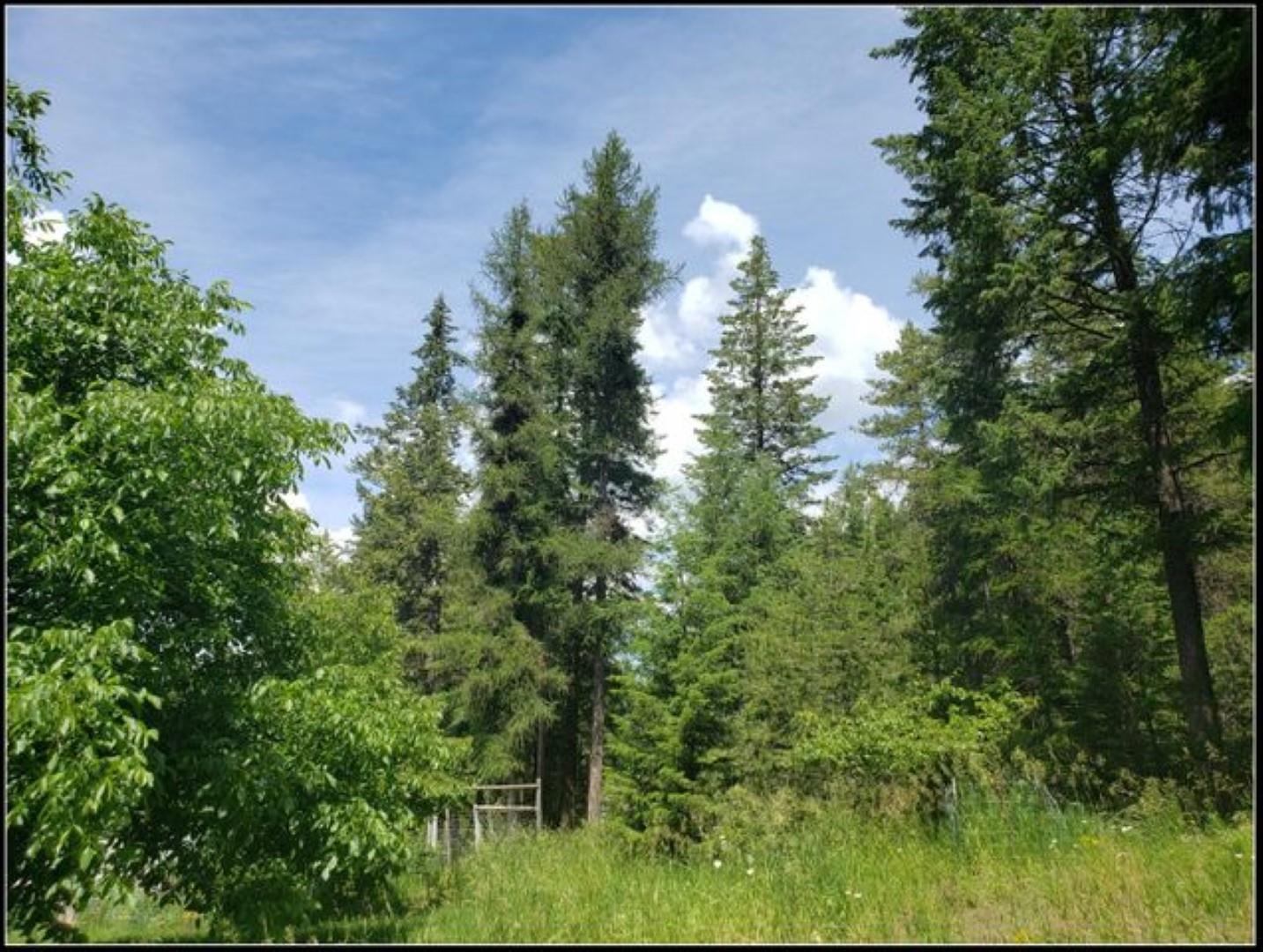 1415 Old CC Road Colville, WA 99114 - Photo 7 of 44