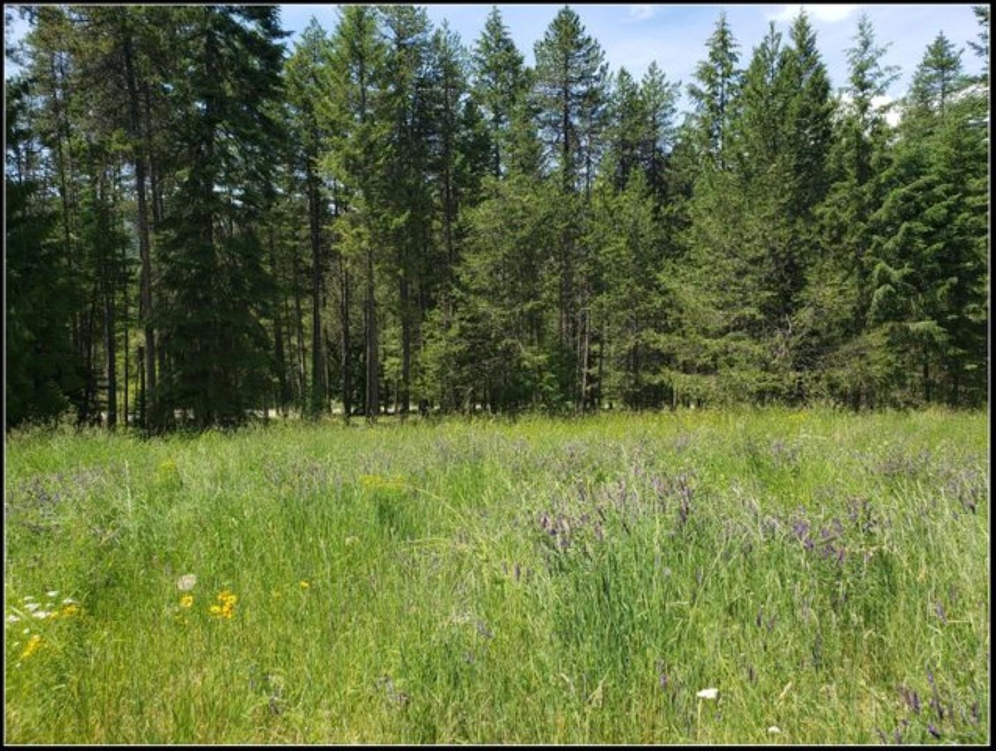 1415 Old CC Road Colville, WA 99114 - Photo 10 of 44