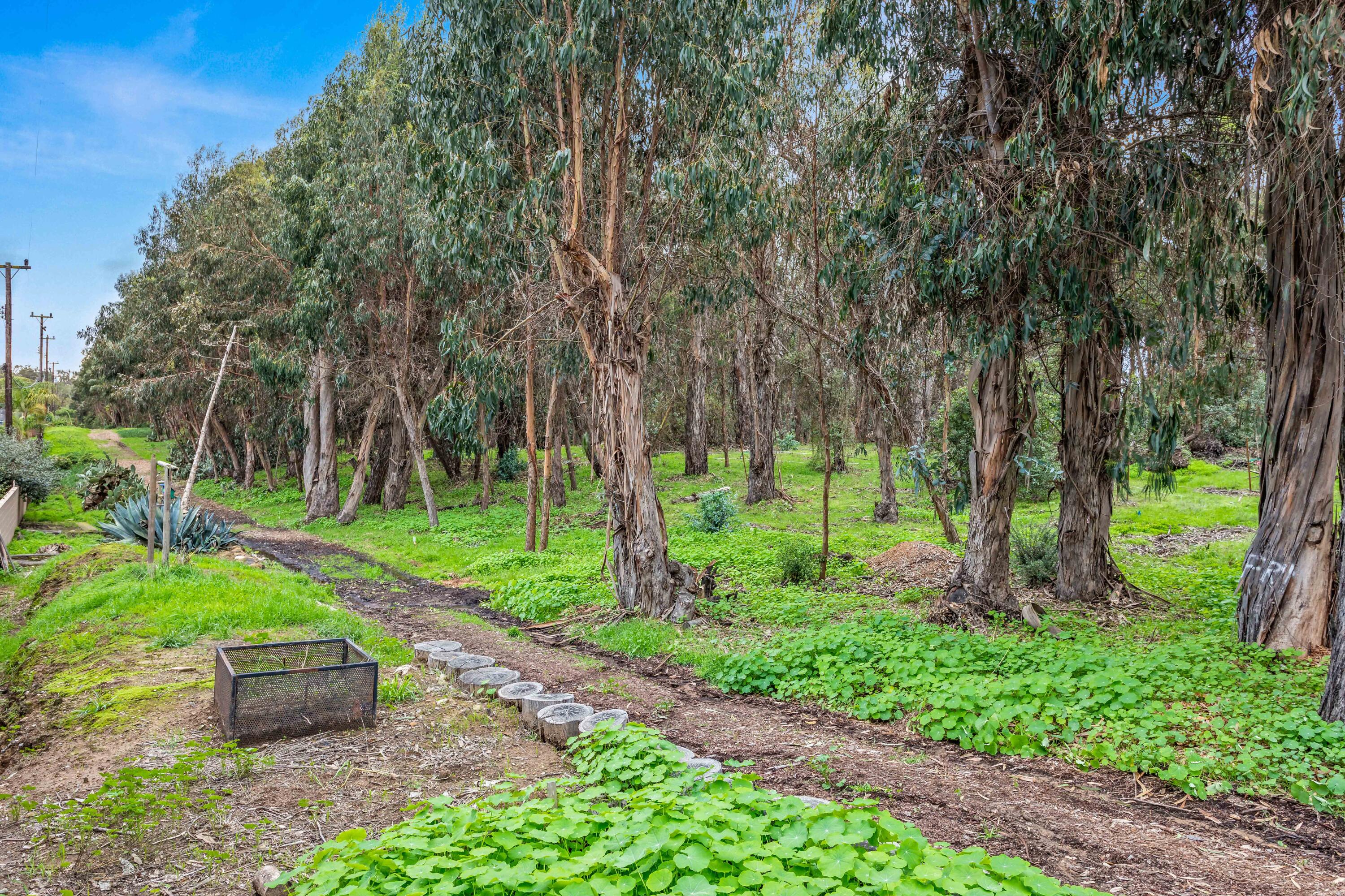 253 Pebble Beach Drive Goleta, CA 93117 - Photo 22 of 27 a view of a garden with a tree