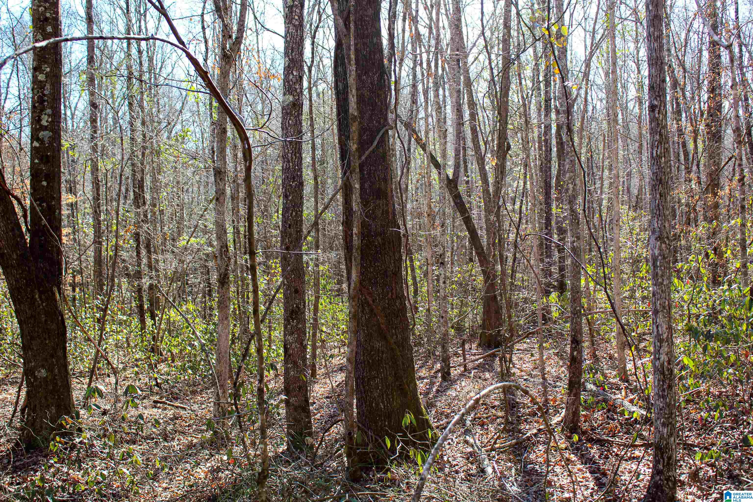 339 County Road Nauvoo, AL 35578 - Photo 36 of 57