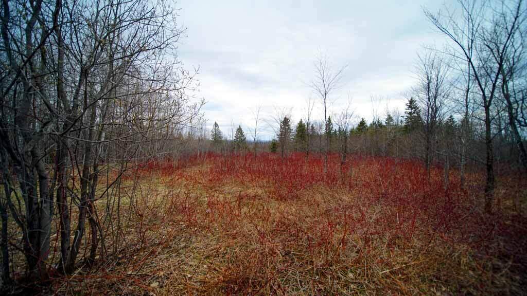Lot 4 Green Road Houlton, ME 04730 - Photo 48 of 58 land-maine-lot-4