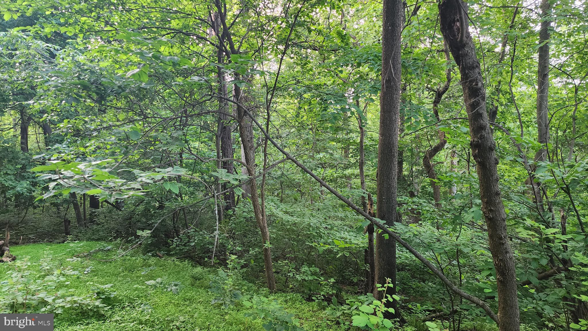 50 Oak Ridge Trail Fairfield, PA 17320 - Photo 1 of 8 a view of a forest with trees
