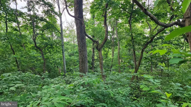 a view of a lush green forest