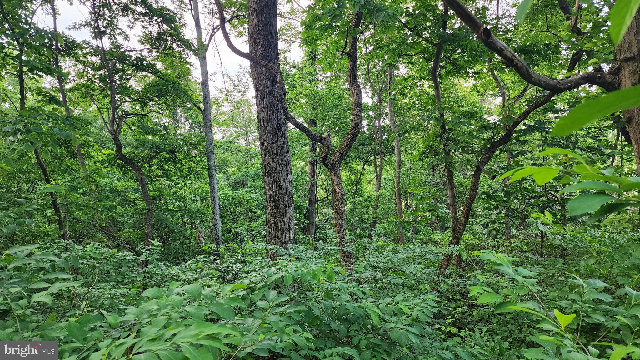 50 Oak Ridge Trail Fairfield, PA 17320 - Photo 3 of 8 a view of a lush green forest
