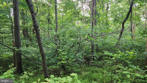 a view of a lush green forest