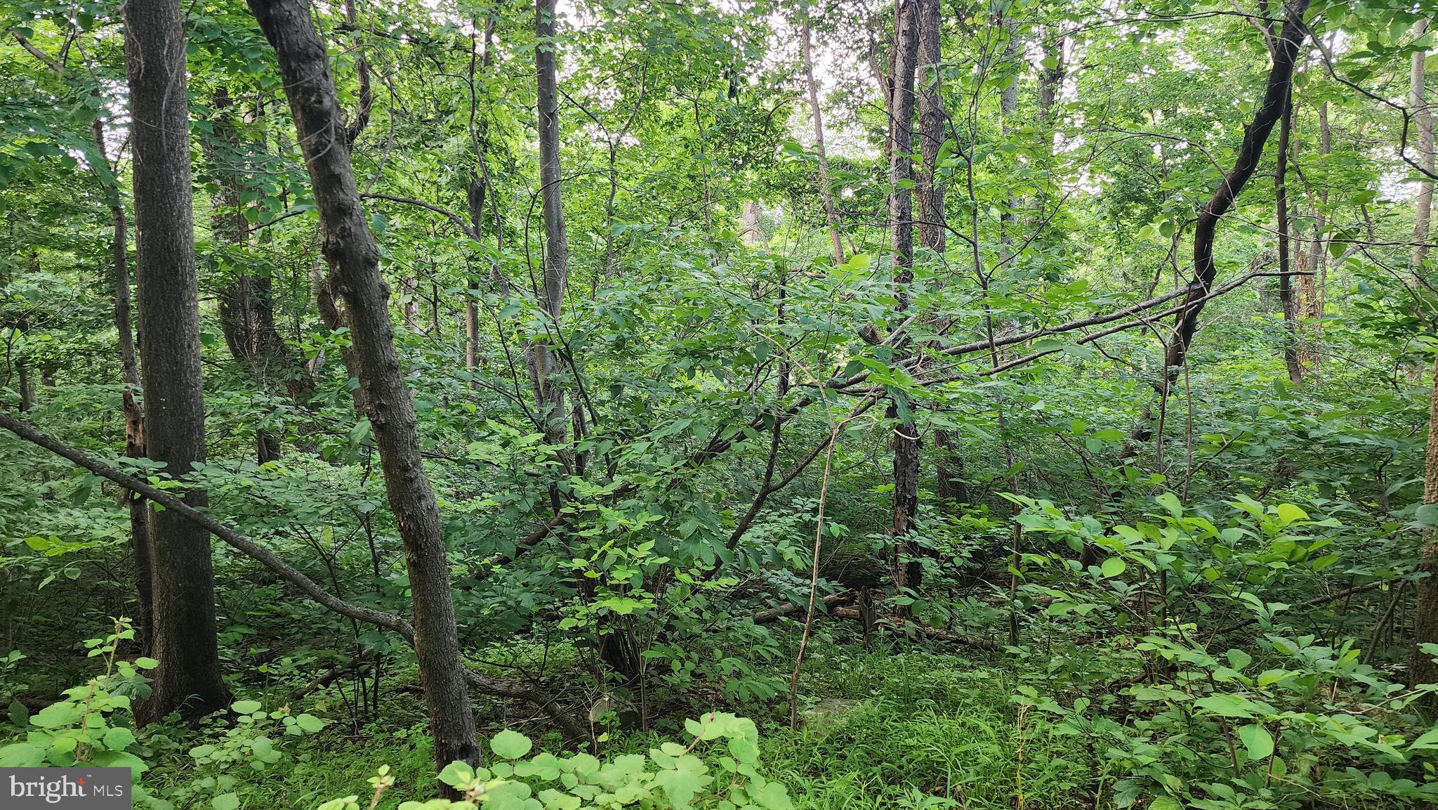 50 Oak Ridge Trail Fairfield, PA 17320 - Photo 4 of 8 a view of a lush green forest