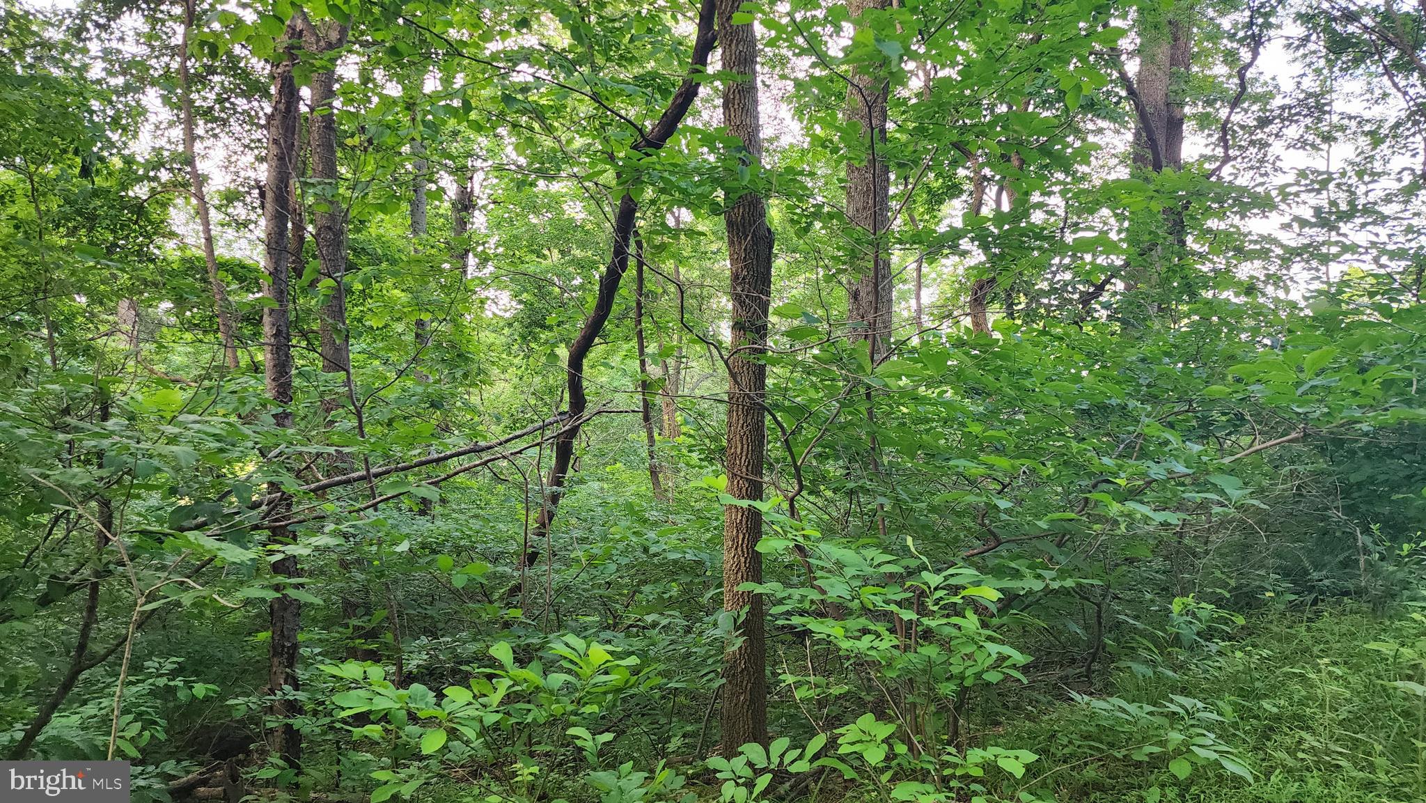 50 Oak Ridge Trail Fairfield, PA 17320 - Photo 6 of 8 a view of a lush green forest