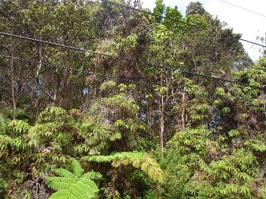 11 C Wright Road Volcano, HI 96785 - Photo 1 of 3 a view of a forest with a tree