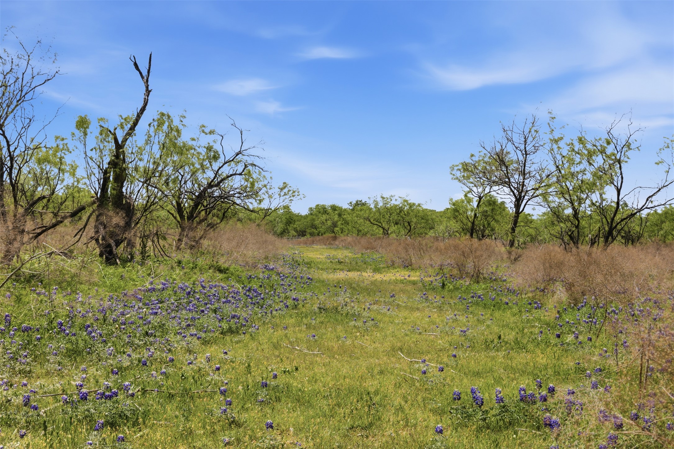 6947 Moody Road Moody, TX 76557 - Photo 21 of 24 Wildflowers dot the grassy landscape of this expansive rural acreage under a blue sky.