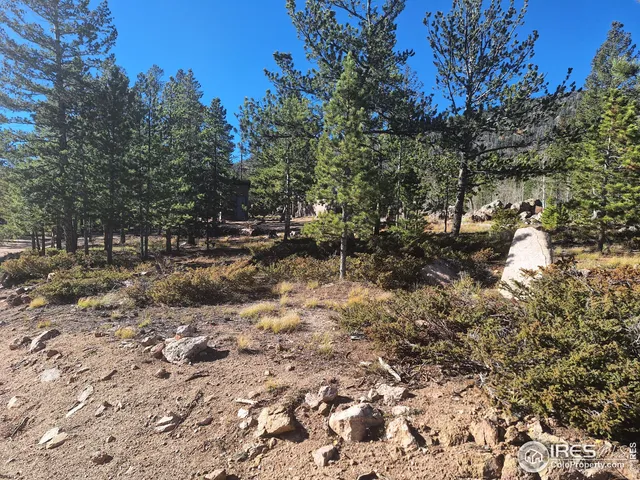 a view of a forest with trees