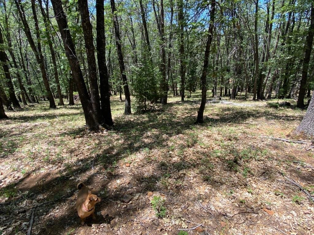 4-c-1 Columbine Road Weed, CA 96094 - Photo 11 of 21 Gallery Image 11