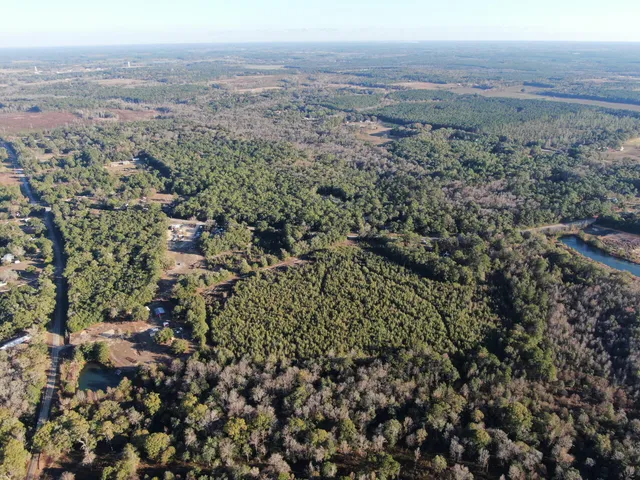 a outdoor view of a tree