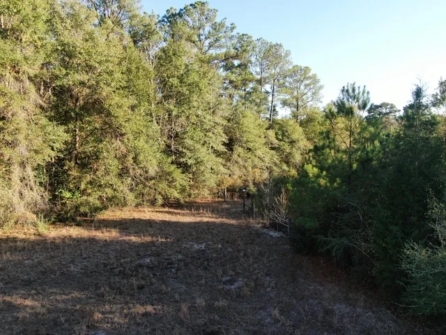 a view of yard with trees