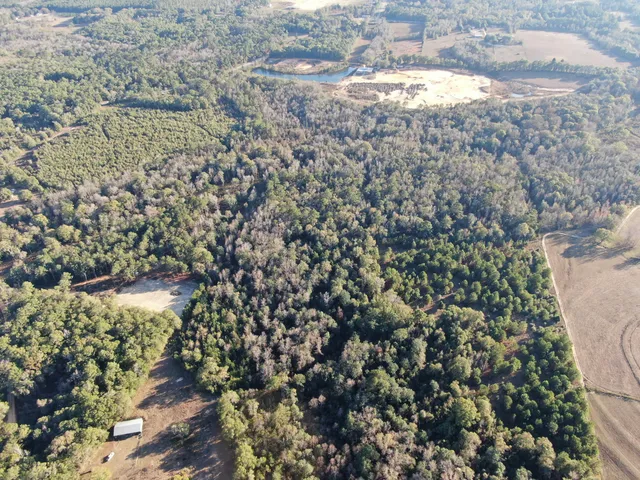 a close up of a plant