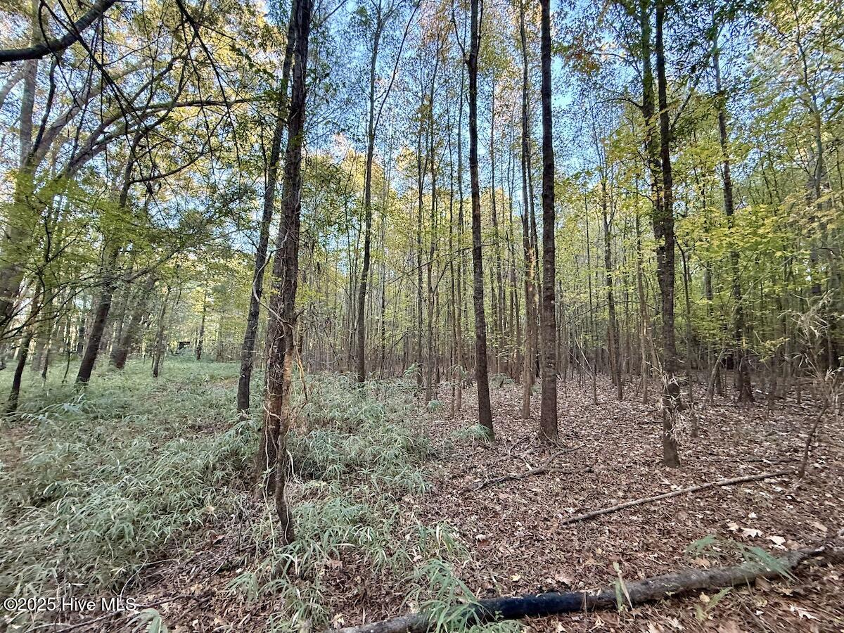 247 Quitsna Road Windsor, NC 27983 - Photo 9 of 30 9
