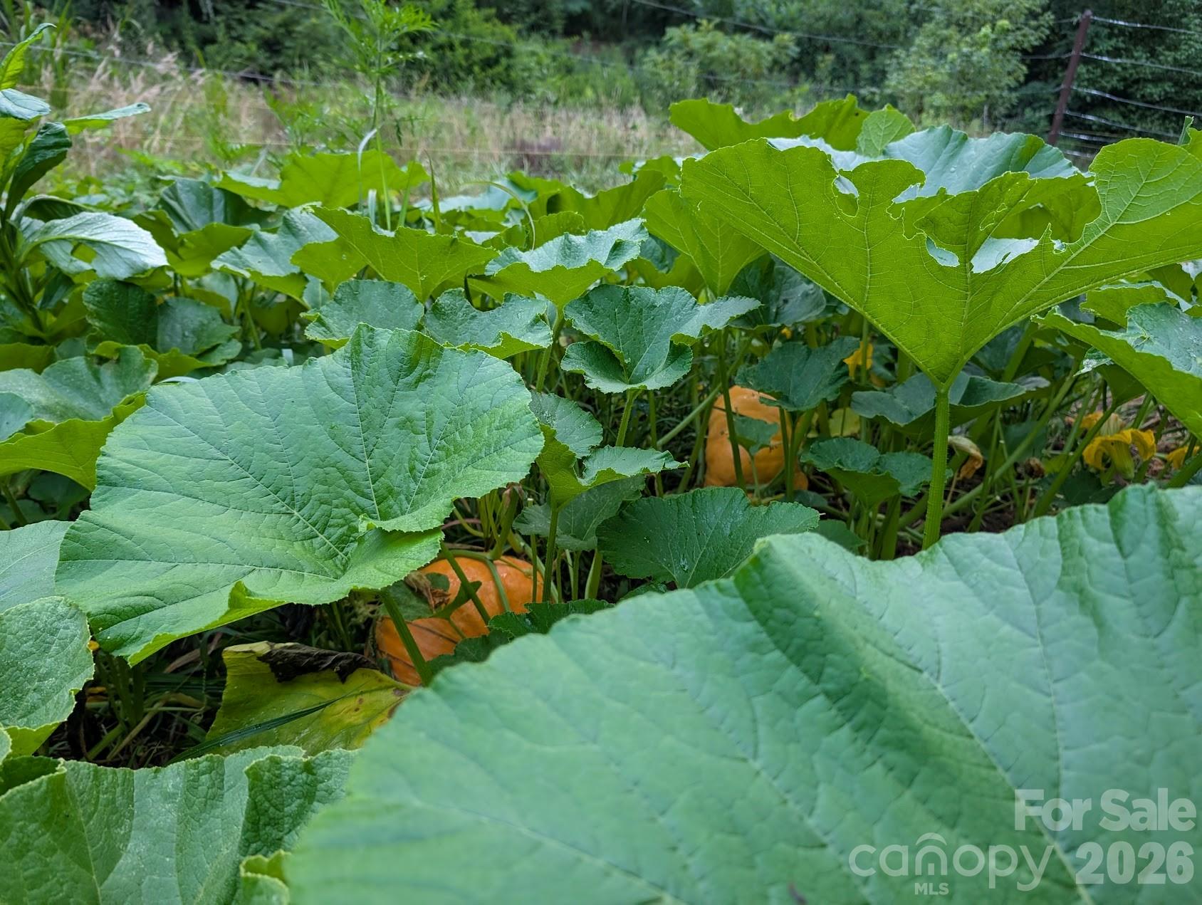 1105 Griffin Branch Road Marshall, NC 28753 - Photo 44 of 48